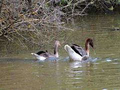 101PARC AUX OISEAUX DANS L AIN 2016 1_000059